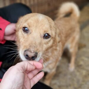 DUBLIN - auf PDR PS im PLZ Bezirk 63 - vermittelt