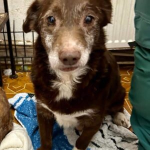 BARTHOLOMÄUS (*BRUNO) - reserviert für Tierhilfe Lebenswert - vermittelt