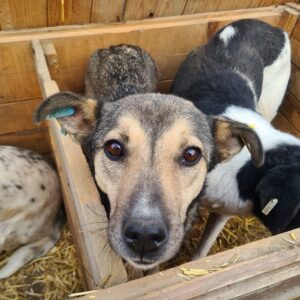 ASHA - auf Pflegestelle in PLZ 18 *vermittelt*