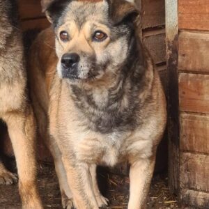 BABUSCHKA - vermisst 12/24