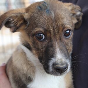 BAMBINO - reserviert TINO - vermittelt