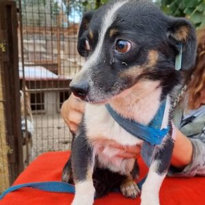 BURZEL - reserviert TH Lingen vermittelt