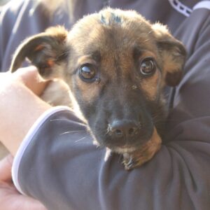 SHONA - auf Pflegestelle in PLZ 9 *vermittelt*