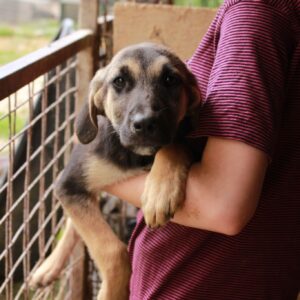 SUNRISE - reserviert Hundescheune Fläming 08.09 vermittelt