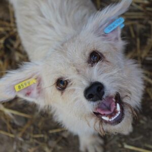 KALI - reserviert Lika Schneider (DR) 09.11 - vermittelt