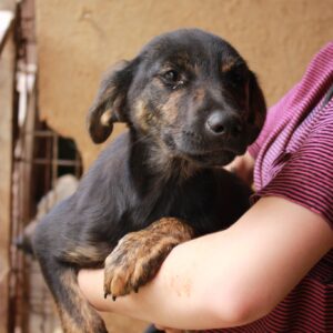 CHELSY - reserviert Vergessene Pfoten Stuttgart vermittelt