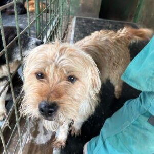 ORBIT - reserviert Vierbeiner in Not - vermittelt