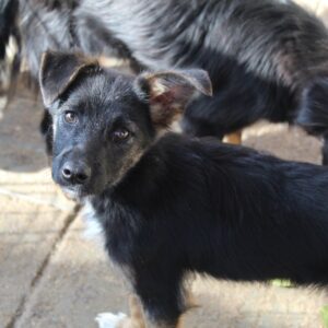 WILLY - reserviert LS - vermittelt