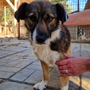 YARON - ausgereist zum TH Tuttlingen