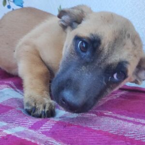 JOOST - auf Pflegestelle in PLZ 2 *vermittelt*