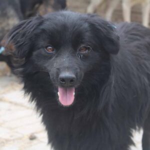 JIMMY - ausgereist zum TST Rösrath