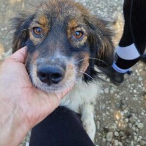 LUZIO - ausgereist zum TST Rösrath