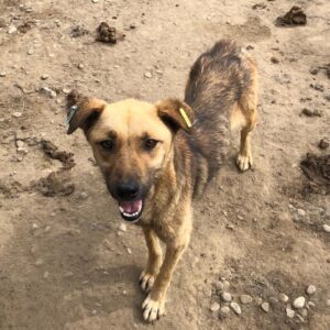 JUDY - viel zu dünn - reserviert IH DR (17.07.) - vermittelt