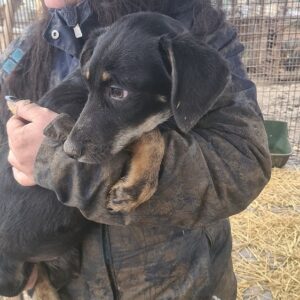 VINISCHA - auf Pflegestelle in PLZ 27 *vermittelt*