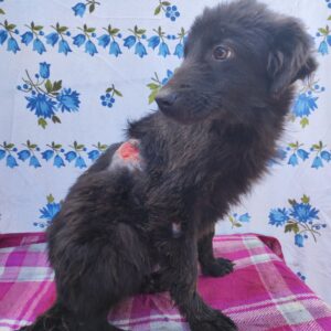 VELVET - auf Pflegestelle in PLZ 2 *vermittelt*