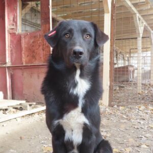 CHAPMAN - auf Pflegestelle in PLZ 84 *vermittelt*