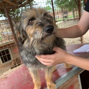 MINDI - reserviert Second Chance Dogs vermittelt