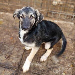 STEFFI - sollte zeitnah ausreisen - reserviert JW vermittelt