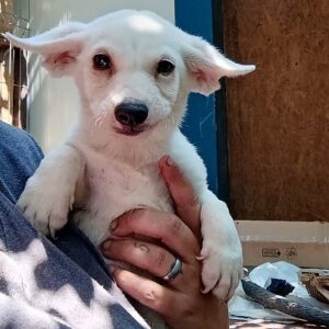 BLANKO - ausgereist zu 4animals