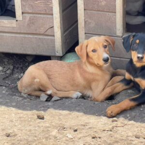 JOSETTA - reserviert TH Filderstadt vermittelt