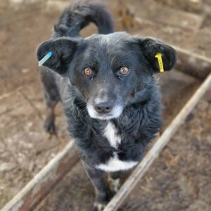 BENEDIKT - auf PDR PS im PLZ Bezirk 38 - vermittelt