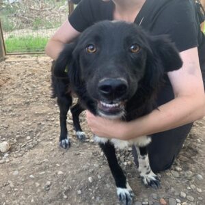 DINAH - sehr verzweifelt - reserviert Tierhilfe Lebenswert DR (08.08.) - vermittelt