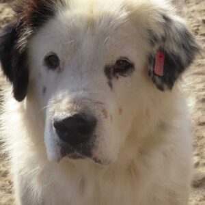 ONNO - reserviert Manuela - vermittelt