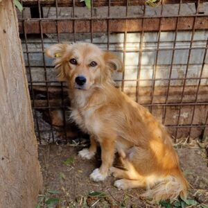 MINA - sehr verzweifelt! - reserviert Tierhilfe Lebenswert DR 12.10. - vermittelt