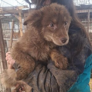 FAROUQ - reserviert TH Limburg - vermittelt