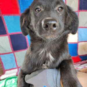 HERMES - reserviert TST Rösrath - vermittelt