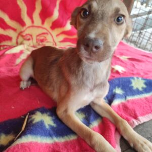 PÜPPI - auf Pflegestelle in PLZ *vermittelt*