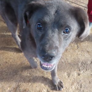 HANNS (♂) - blinder NOTFALL - als PDR GPH auf PDR PS - vermittelt