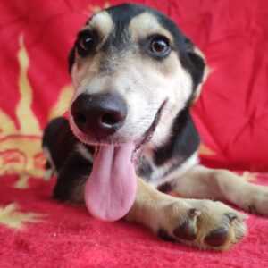 LOLLY - reserviert TH Iserlohn - vermittelt