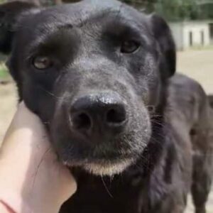 RANIA - seit mind. 2022 im Shelter - vermisst 04/25