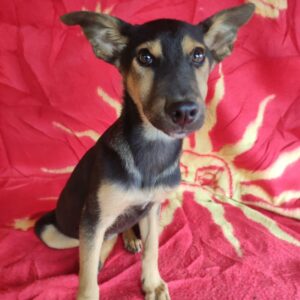 FAMKE - reserviert Betty vermittelt