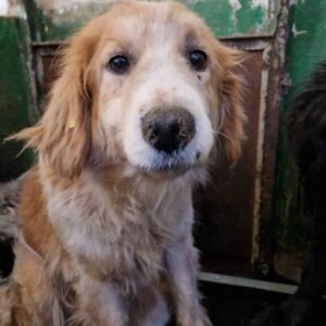 CASSY - resignierte Oma - reserviert für PDR Gnadenplatzstelle auf dem Eulenhof - ausgereist