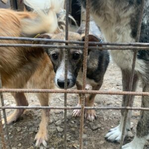 WILSON - sehr dünn, kommt nicht gut zurecht - reserviert TST Europa vermittelt