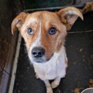 DARWIN - reserviert NH - vermittelt