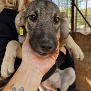 ASKO - reserviert LS vermittelt