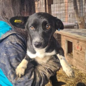 LYA - reserviert TH Filderstadt - vermittelt