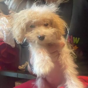 LISKA - reserviert LS vermittelt