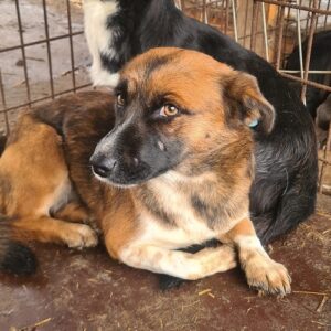 CALIMBA - auf Pflegestelle in PLZ 60 *vermittelt*