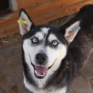 NIMUE - auf Pflegestelle in PLZ 3 *vermittelt*