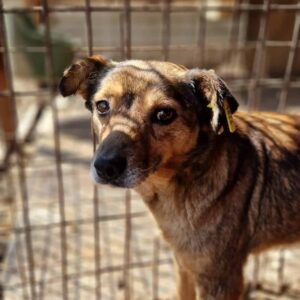 MARIELLA - reserviert TST Rösrath - vermittelt