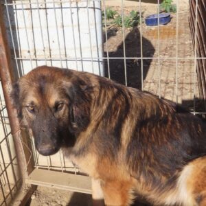 MARABU - vermisst 04/2023