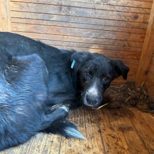 TIMIDUL (♀) - vermittelt NH