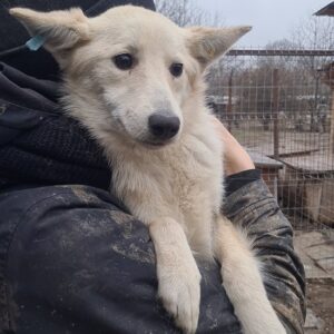 NALANIE - reserviert Vergessene Pfoten Stuttgart - vermittelt