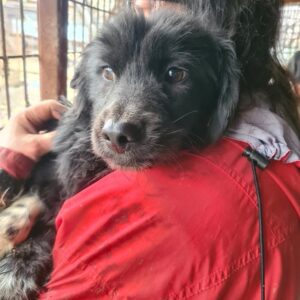 XAVERL - reserviert Betty - vermittelt