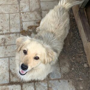 LINO - reserviert KM vermittelt