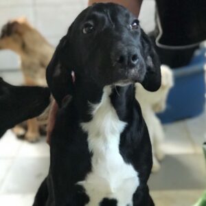 FIDELIO - auf Pflegestelle in PLZ 1 *vermittelt*